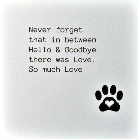 Losing A Dog Quotes, Losing A Pet Quotes, Dog Heaven Quotes, Dog Loss Sympathy, Dog Sympathy Card, Miss My Dog, Birthday Cards For Girlfriend, Lost Quotes, Pet Sympathy Cards