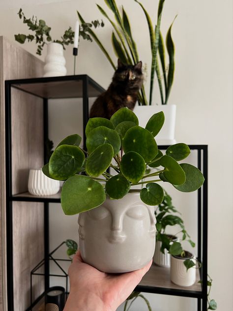 Chinese Money Plant, Money Plant, Vision Board Affirmations, Home Aesthetic, Plant Aesthetic, Affirmations, Vision Board, Cottage, Money