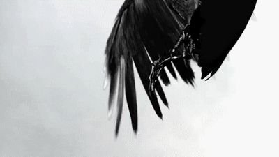 King Hades, Chinese Aesthetic, Dark Wings, Raven Tattoo, Banner Gif, Black Angels, Black Wings, Blue Bloods, Painting Videos