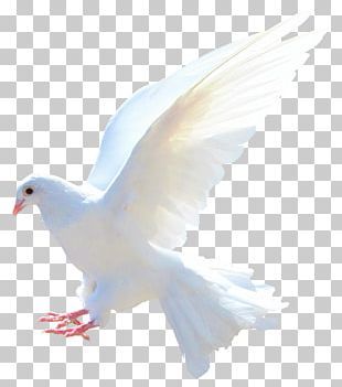 Bird Flight, Clipart Animals, Picsart Png, Red Background Images, Photoshop Backgrounds Free, Blurred Background Photography, Desktop Background Pictures, फोटोग्राफी 101, Blur Background Photography