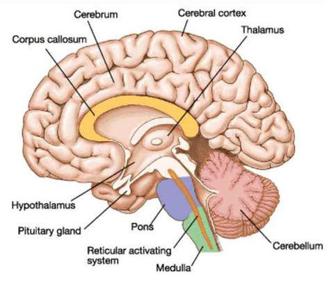 Basic layout of an inside side view of a hemisphere. - Imgur Human Brain Diagram, Brain Anatomy And Function, Human Brain Anatomy, Muscles Anatomy, Brain Diagram, Sistem Saraf, Brain Parts, Brain Models, Cerebral Cortex