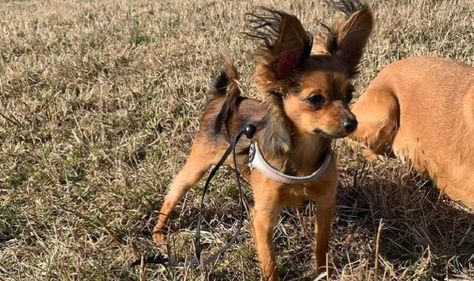 10 Things You Didn't Know about The Russkiy Toy Russkiy Toy, Russian Toy Terrier, Rat Dog, Huge Eyes, Toy Dog Breeds, Peter The Great, Types Of Coats, Toy Dog