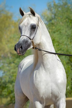 Rohara Extrem Justice (WH Justice × *Van Alyssa) Cai Arabi, White Arabian Horse, Egyptian Arabian Horses, Amazing Horses, Arabian Stallions, Grey Shades, Beautiful Arabian Horses, Paint Horse, Horse Dressage