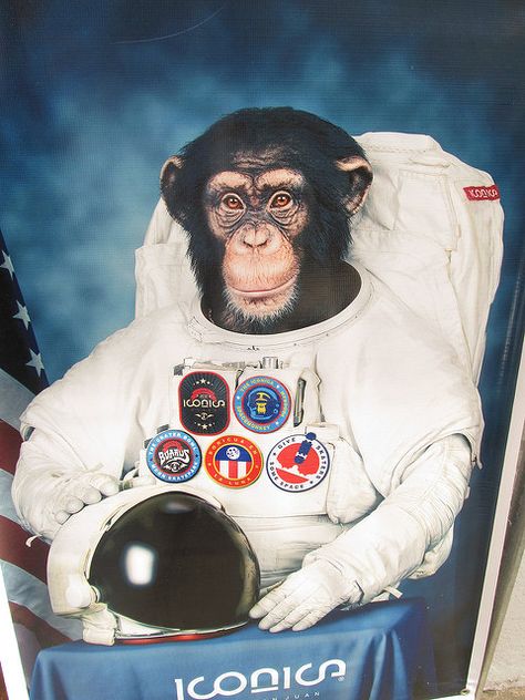 Ham First Chimpanzee in Space | FIRST MONKEY IN SPACE Anjing Doberman, Animals In Suits, Monkey Pics, Monkey In Space, Belka And Strelka, Space Monkey, Business Cartoons, Monkey Pictures, Monkey Art