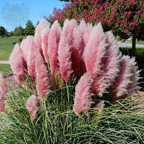 Ornamental Flower, Pink Pampas, Cortaderia Selloana, Pink Pampas Grass, Pink Grass, Ornamental Grass, Grass Flower, Grasses Landscaping, Grasses Garden