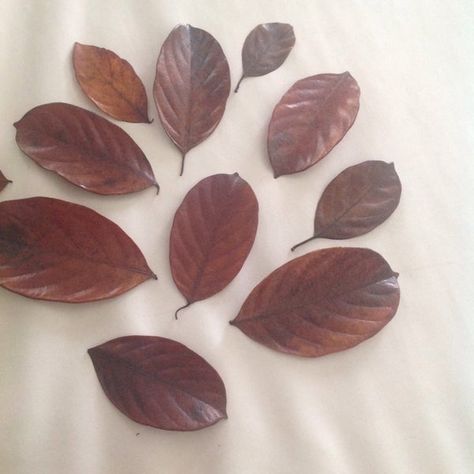 Leaf Preservation, Painting On Leaves, Preserving Leaves, How To Preserve Leaves, Asian Continent, Christmas Arts, Leaf Projects, Christmas Arts And Crafts, Pressed Leaves