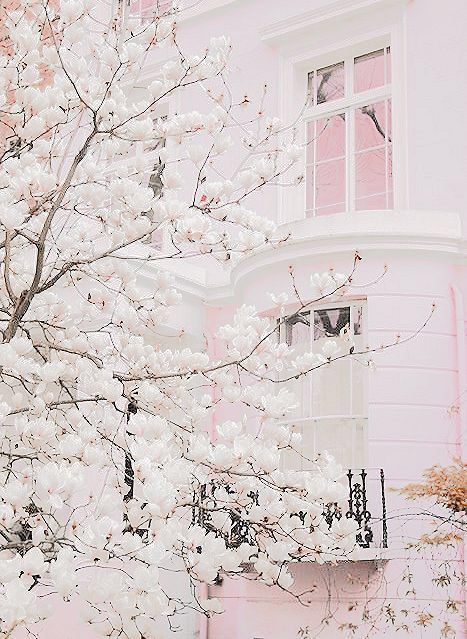 Hey guys beansprout here! I love these flowers! #superpretty Image Aesthetic, Fotografi Editorial, Pastel Pink Aesthetic, Pink Houses, Everything Pink, White Aesthetic, Pretty Places, Pastel Aesthetic, Pink Aesthetic