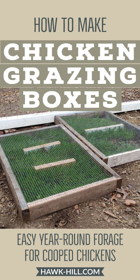 Grazing Frames For Chickens, Chicken Coop Organization, Grazing Boxes For Chickens, Chicken Laying Boxes Ideas, Chicken Grazing Boxes, Mini Farm Ideas, Free Diy Chicken Coop Plans, Diy Chicken House, Chicken Run Plans