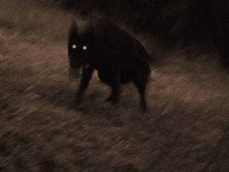 The ghostly or devilish black dog, with eyes glowing in the dark, ha been reported from almost all over Brittain and in European legends and folklore. Eyes Glowing In The Dark, Black Shuck, Eyes Glowing, European Folklore, The Backrooms, Glowing In The Dark, Glowing Eyes, Ghost Dog, Dog Eyes