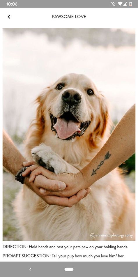 Dog Family Pictures, Family Dog Photos, Pet Photography Poses, Dog Photoshoot Pet Photography, Family Pet Photography, Dog Photography Poses, Behavior Tips, Shooting Couple, Animal Photoshoot