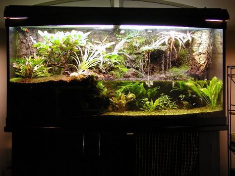 Tim's 72 gallon paludarium More Dart Frog Tank, Dart Frog Terrarium, Tree Frog Terrarium, Dart Frog Vivarium, Turtle Terrarium, Terrarium Tank, Frog Terrarium, Turtle Aquarium, Frog Tank