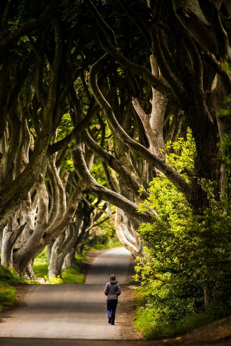 Dark Hedges, Antrim, Northern Ireland Dark Hedges Ireland, Ireland Coast, Dark Hedges, Inspiring Things, Travel Locations, The Nature, Northern Ireland, Hedges, Travel Dreams