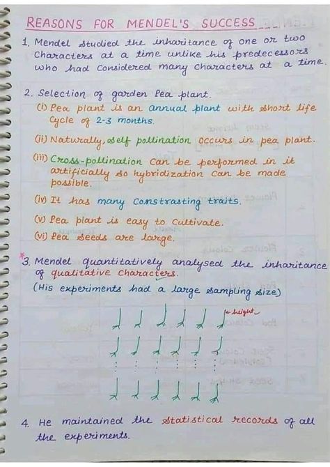 Reason for mendal success Inheritance And Variation Notes, Chromosomes Notes, Monohybrid Cross, Zoology Notes, Botany Notes, Hand Written Notes, Learn Biology, Handwriting Ideas, Written Notes