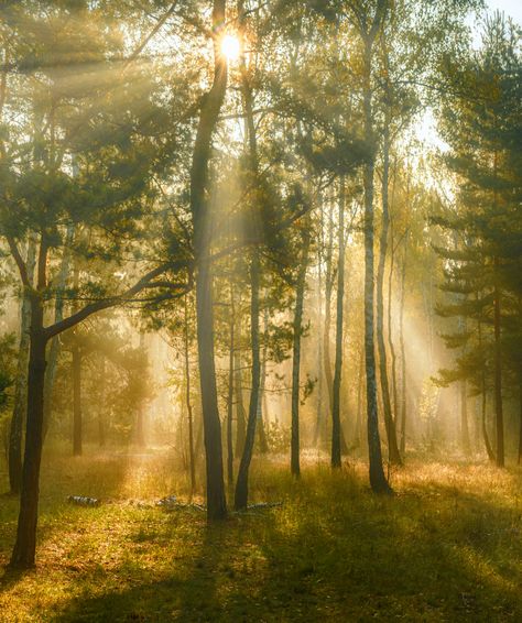 Beautifull View, Forest Core, Ocean Sky, Beautiful Places Nature, In The Forest, Green Aesthetic, Aesthetic Photo, The Forest, Hogwarts