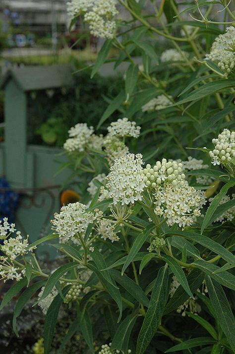 Ice Ballet Milkweed (Asclepias incarnata 'Ice Ballet') at Platt Hill Nursery Bog Gardens, Nursery Butterfly, Milkweed Flower, Asclepias Incarnata, Milkweed Plant, Bog Garden, Swamp Milkweed, Mid Summer, Bee Garden