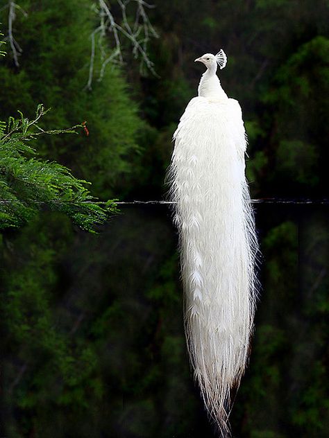 White peacocks are so magical. <3 Albino Peacock, Regnul Animal, Albino Animals, Wild Animals Pictures, White Peacock, Exotic Birds, Pretty Birds, 귀여운 동물, Beautiful Creatures