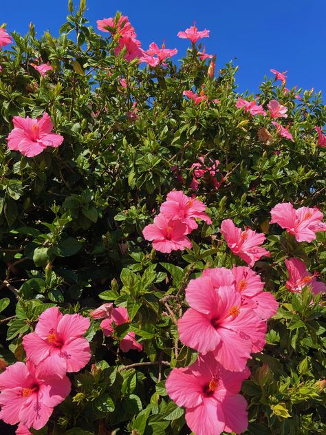 Hibiscus Flower Tree, Flower Core, Hibiscus Tree, Hibiscus Garden, Favourite Flowers, Nothing But Flowers, Pink Vibes, Hibiscus, Mood Board