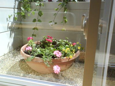 Window Well For Cats, Basement Window Plants, Window Well Garden Basement, Window Well Plant Ideas, Window Well Plants, Window Well Decorating Ideas Plants, Window Well Garden, Window Well Decorating Ideas, Egress Window Landscaping