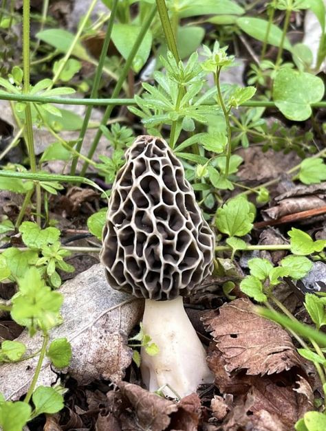 Morel Mushroom Photography, Morrell Mushrooms Drawing, Mushrooms And Fungi, Cool Mushrooms Real, Mushroom Reference Photos For Artists, Snail With Mushroom Tattoo, Mushroom Photos Nature, Mushroom Close Up, Mushroom Reference Photo