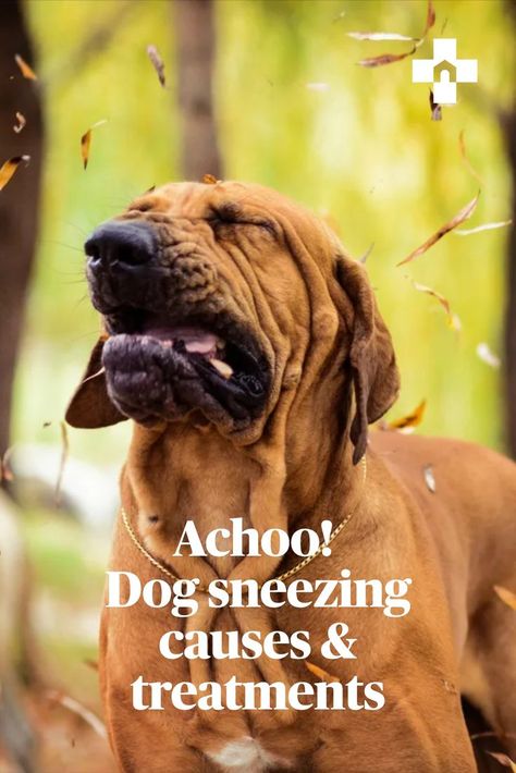 Dog health experts break down the causes of excessive sneezing in dogs—including allergies, infections and some surprising other conditions—and what to do about it. Dog Sneezing Remedies, Sneezing Remedies, Dog Allergies Remedies, Stop Sneezing, Dog Sneezing, Allergy Medicine, Dog Remedies, Allergy Remedies, Dog Nose