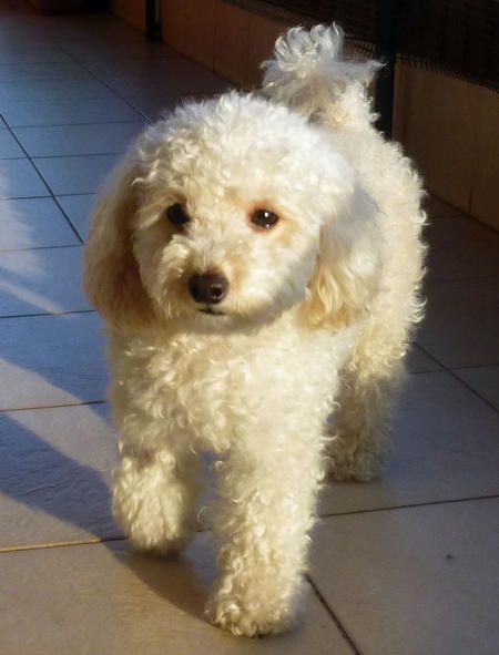 Camila the Toy Poodle Pictures 927959 Poodle Haircut, Poodle Cuts, Poodle Grooming, 강아지 그림, Yorkshire Terrier Puppies, Rottweiler Puppies, Miniature Poodle, Poodle Puppy, Toy Poodle