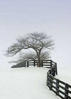 Era Victoria, Trees Photography, Snow Trees, Tree Stands, Lone Tree, Foto Tips, Winter Scenery, Winter Magic, Winter Beauty