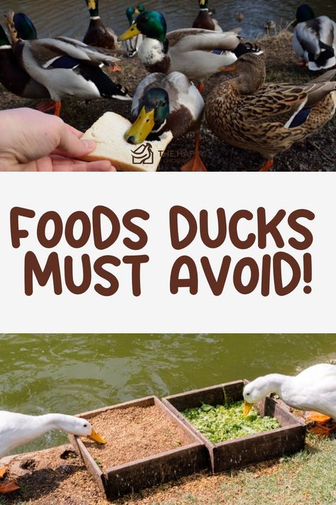 Can ducks eat chocolate? In this guide, learn about the impact of chocolate on your ducks’ health and which treats are best for them. Duck Food Ideas, Duck Snacks, Duck Treats, Duck Feed, Duck Breeds, Raising Pigs, Raising Quail, Raising Ducks, Goat Care