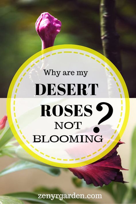 Roses Not Blooming, Dessert Rose Plant, Desert Rose Care, Adenium Bonsai, Roses Garden Care, Full Sun Container Plants, Rose Bonsai, Garden Hack, Rose Plant Care