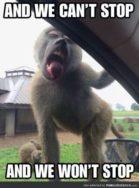 OMG Monkey get  your tongue off my car!!! Humor Grafico, 웃긴 사진, Funny Bunnies, Have A Laugh, E Card, Laughing So Hard, Funny Animal, Miley Cyrus, Bones Funny