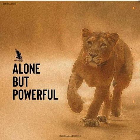 Lion Pic, Lioness Quotes, Lion Motivation, Parenting Lessons, Leo Woman, Bad Quotes, Power Woman, Leo Quotes, Lion Quotes