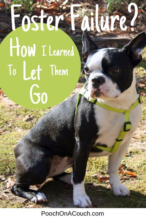 The hardest part of fostering dogs might be when we have to say goodbye and place them with a new, permanent home.   Indeed, it's that fear of, "I won't be able to let them go" that prevents so many people from fostering homeless pets.   I share how I learned to comfortably let my fosters go to new homes while still giving myself permission to foster fail on occasion. Shelter Dog Quotes, Dogs Ideas, Foster Puppies, Dogs Quotes, Foster Dogs, Foster Animals, Foster Baby, Foster Cat, Foster Dog