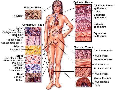 Four types of tissue: -Connective -Epithelial -Muscle -Nerve Four Types of Tissues Vertebrates are composed of 4 types of tissues, nervous, connective, epithelial and muscular, each of which has a number of unique cell types. Vertebrates - Referring to an animal with a backbone composed of vertebrae. Types Of Tissues Anatomy, Tissue Types Anatomy, Types Of Tissue Anatomy, Human Tissue Anatomy, Body Tissues Anatomy, Epithelial Tissue Anatomy Notes, Connective Tissue Anatomy, Muscle Tissue Anatomy, Anatomy Tissues