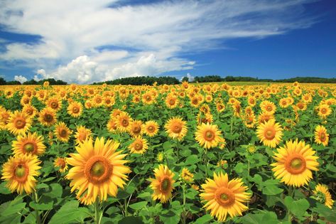 7 Best Sunflower Fields in Japan Sunflower Season, Sunflower Images, Sunflower Photography, Japan Garden, Most Popular Flowers, Sunflower Pictures, Sunflower Garden, Meadow Flowers, Sunflower Fields