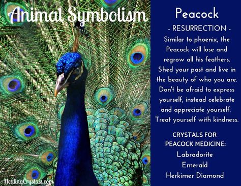 A peacock is one which lives in the promise of all she does. She is one bird that totally expresses her uniqueness! Peacock Meaning Inspiration, Peacock Spirit Animal Meaning, Peacock Tattoo Meaning, Peacock Feather Meaning, Peacock Symbolism, Animal Totem Spirit Guides, Feather Tattoo Meaning, Feather Meaning, Feather With Birds Tattoo