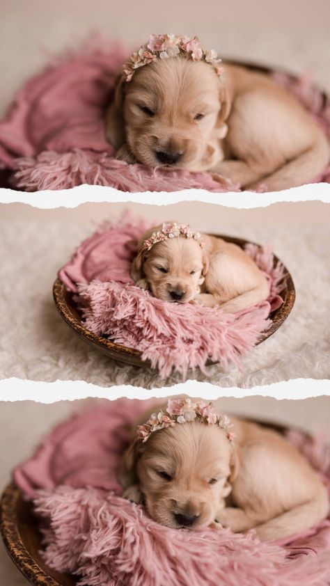 New Born Puppies Photos, Puppy For Sale Picture Ideas, Newborn Puppies Photoshoot, Monthly Dog Photos, Newborn Puppy Photoshoot Ideas Diy, Puppy Pictures For Selling, 2 Week Old Puppy Photoshoot, Newborn Puppies Photography, Puppy Easter Photoshoot