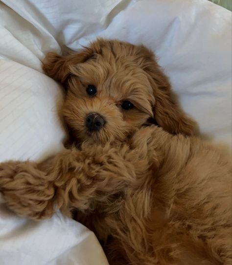 Maltipoo Dog, Cute Small Dogs, Very Cute Puppies, Maltipoo Puppy, Super Cute Puppies, Helpful Things, Cute Animals Puppies, Very Cute Dogs, Really Cute Dogs