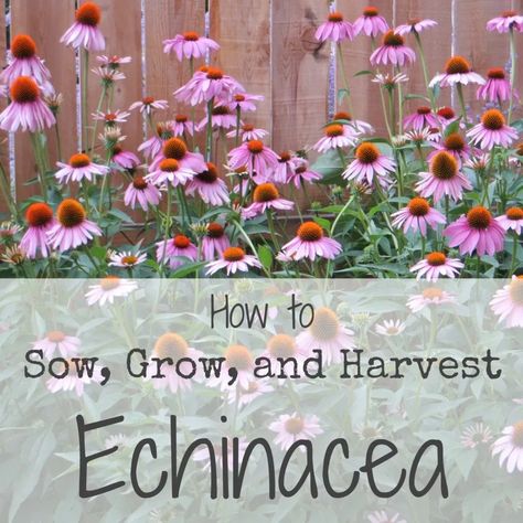 Harvesting Echinacea, Easy Herbs To Grow, Purple Coneflower, Medicinal Herbs Garden, Have Inspiration, Tea Garden, Healing Herbs, Flowers Perennials, Growing Herbs