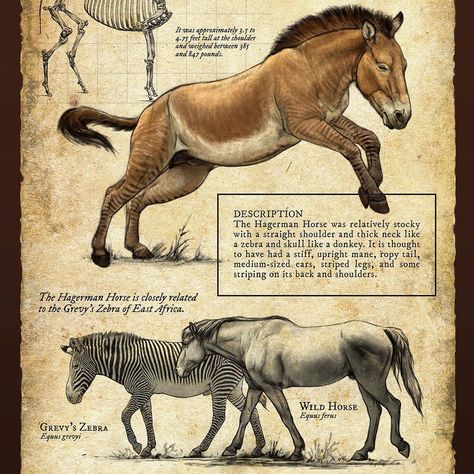 Beth Zaiken on Instagram: “Hagerman Horse, Equus simplicidens....So now that I’m doing more research on early North American equines, this panel is looking less and…” Hagerman Horse, Beth Zaiken, Extinct Animals, North American, Horses, Animals, On Instagram, Instagram