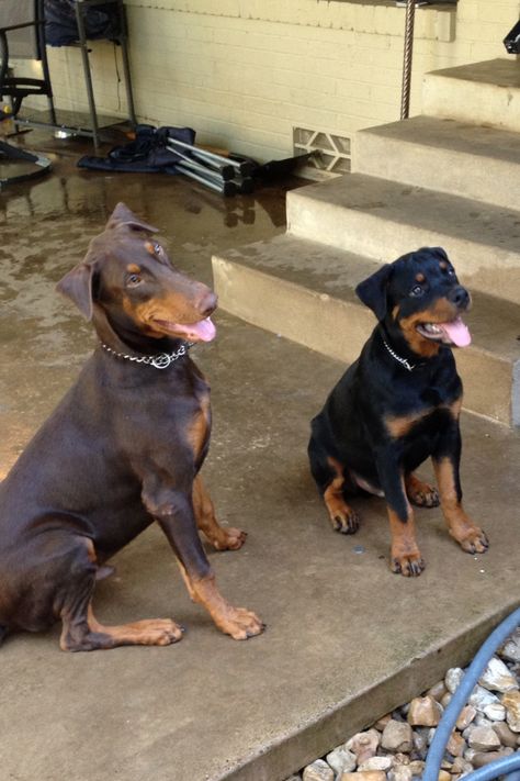 Rottweiler And Doberman Together, Doberman And Rottweiler, Rottweiler And Doberman, Rottweiler Mix Puppies, Rottweiler Mix, Farm Dogs, Doberman Dogs, Dream Dog, Rottweiler Dog