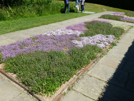 Clover And Thyme Lawn, Creeping Thyme Front Yard, Creeping Thyme And Clover Lawn, Dog Friendly Ground Cover Lawn Alternative, Creeping Thyme Between Pavers, Microclover Lawn, Alternative Lawns, Creeping Thyme Lawn, Thyme Lawn