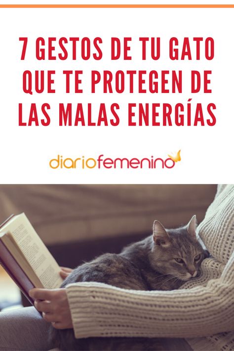 El gato es un animal mágico que atrae la energía positiva 🐱✨  #gatos #cats #mascotas #DiarioFemenino Gatos Cool, Mr Cat, Cat Houses, Beautiful Cat, Beautiful Cats, Cat House, Cool Cats, Animals And Pets, Cats And Kittens