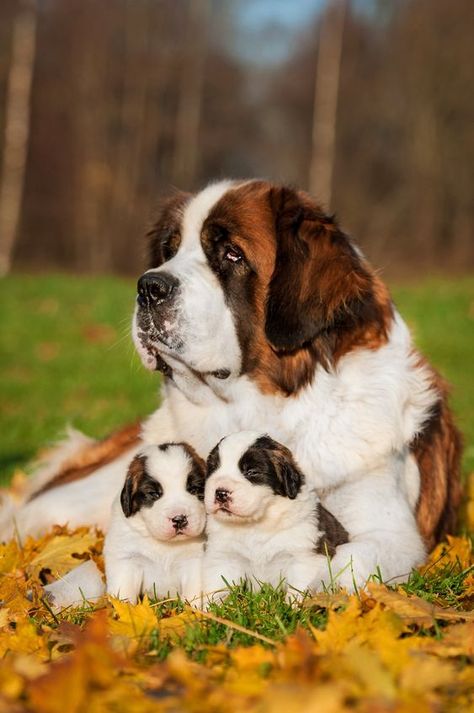 An adult Saint Bernard with two puppies between her paws, laying on the grass. Dog In Heat, St Bernard Puppy, St Bernard Dogs, Bernard Dog, San Bernardo, St Bernard, Puppy Breeds, Cute Dogs And Puppies, Saint Bernard