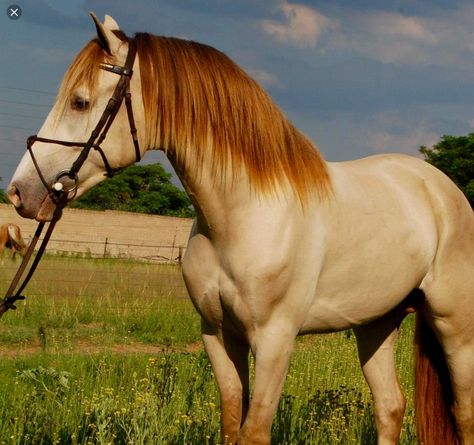 Champagne colored horse. Gorgeous unusual color! Champagne Horse, Perlino Horse, Horse Colours, Stunning Horses, Horse Coats, Pinto Horse, Ginny Weasley, Majestic Horse, Brown Horse