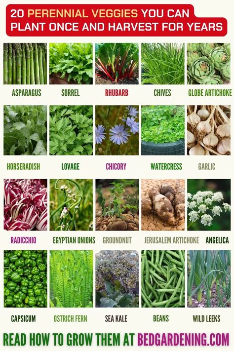 Food Forest Garden, Small Vegetable Gardens, Perennial Vegetables, Vegetable Garden Planning, Permaculture Gardening, Sciatic Nerve Pain, Garden Veggies, Edible Landscaping, Veg Garden