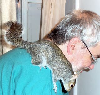 The News For Squirrels: Tips On Keeping a Pet Squirrel Squirrel Habitat, Baby Squirrel Care, Squirrel Pet, Pet Squirrel, Squirrel Home, Deer Stands, Woodland Walk, Wildlife Rehabilitation, Squirrel Cage