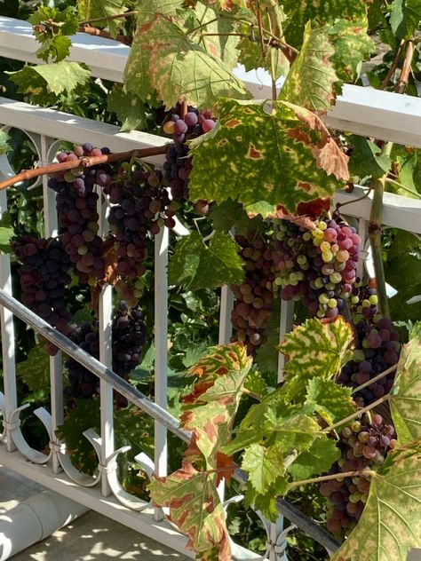 Greek Countryside Aesthetic, Grape Vines Aesthetic, Grape Vine Aesthetic, Vine Aesthetic Red, Dionysus Cabin, Grapes On The Vine, Grape Vineyard Aesthetic, Grape Vine Photography, Chb Cabins