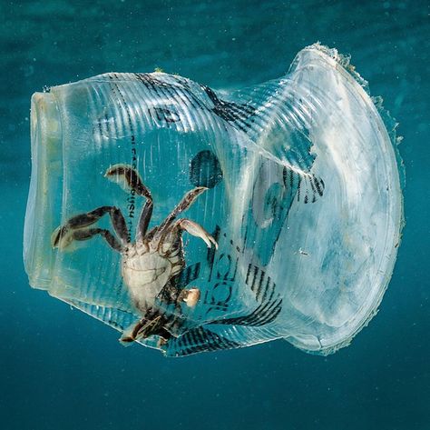 A crab stuck in plastic underwater shows the negative impact of single-use plastic sachets Pencemaran Air, Underwater Exploration, Marine Pollution, Ocean Pollution, Save Our Earth, Save Our Oceans, Water Pollution, Picture Editor, Plastic Pollution