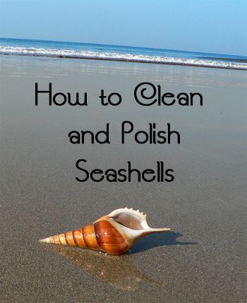 handy Cleaning Painted Walls, Seashell Projects, Art Coquillage, Deep Cleaning Tips, Seashell Art, Clean Dishwasher, Beach Crafts, Seashell Crafts, Shell Art