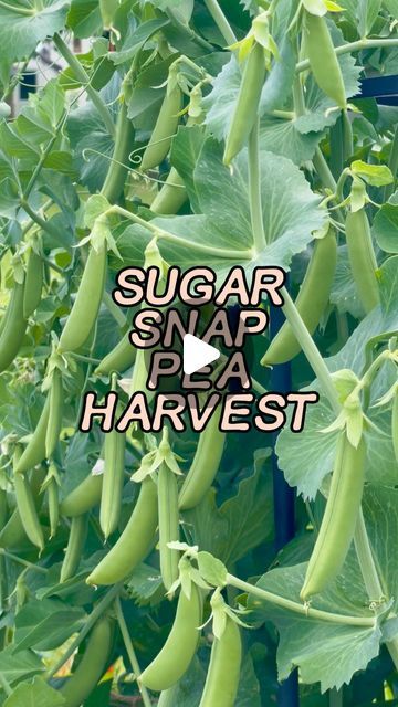 I’m hoping it wasn’t just gardeners luck, but these sugar snaps have been quite easy to grow in a raised bed, in the sunny part of my garden. Same story for you?

I have struggled on the berlotti beans though. They’ve been slow to take off but they have just started to produce their flowers - cross everything.

Did you know, you can eat pretty much all of the sugar snap pea plant? The leaves are so delicious!

Also…. Someone’s got a new hat. Apologies!

#gardening #growyourownfood #peas Sugar Snap Peas Growing, Snap Pea Trellis, Snap Peas Garden, Pot Trellis, Sugar Snap Pea, Pea Trellis, Snap Pea, Pea Plant, Eat Pretty