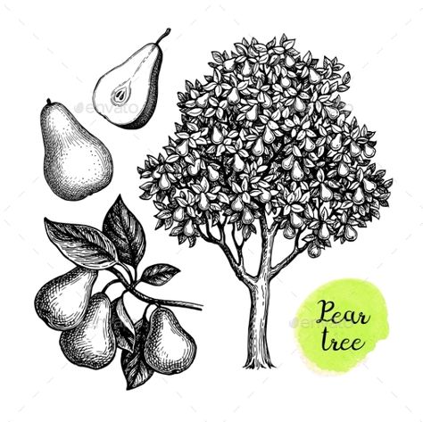 Pear Tattoo Small, Pear Tree Drawing, Pear Tree Tattoo, Pear Tree Illustration, Pear Sketch, Grandad Tattoo, Pear Tattoo, Pear Drawing, Vegetables Illustration